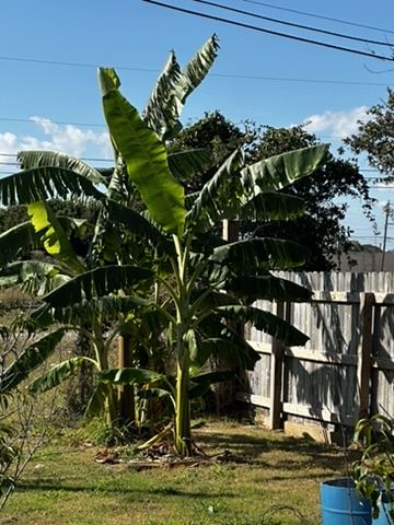 Tall banana plants along a wood fence