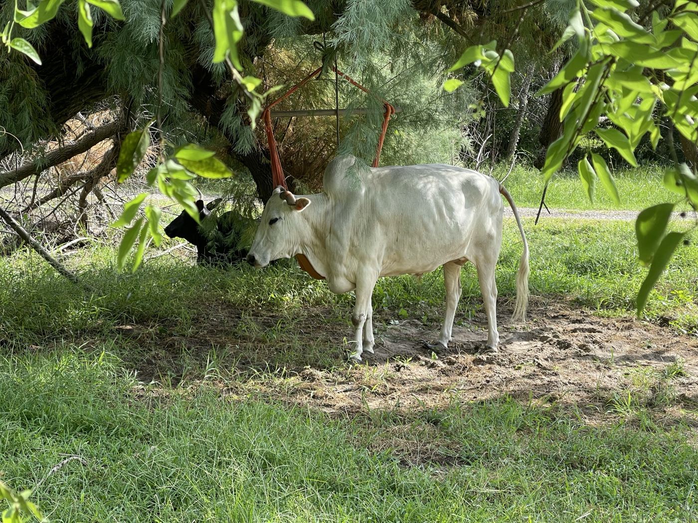 A white cow resting in the shade of a tree