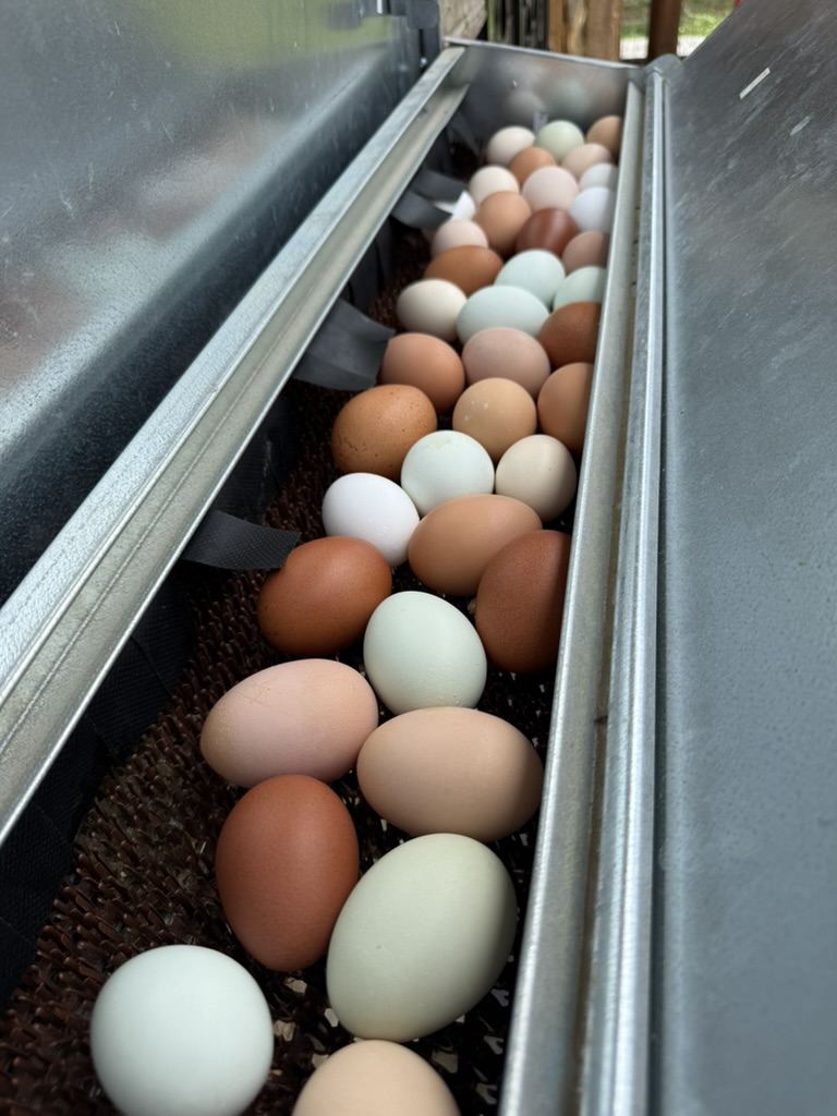 Brown, white and pale green eggs in the roll-out nest box tray