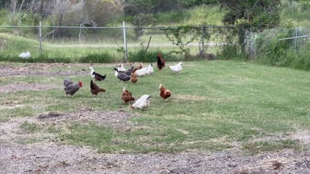 Chickens free-ranging on the lawn