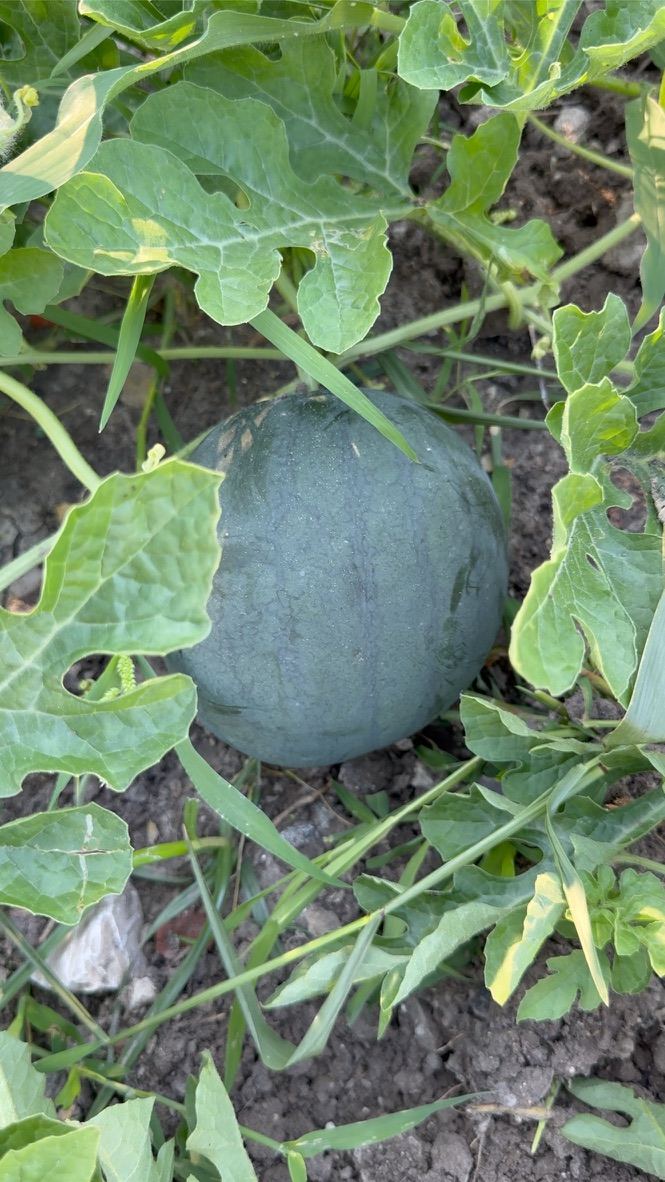A watermelon growing among vines