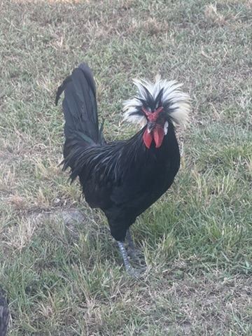 Black crested rooster with a white topknot